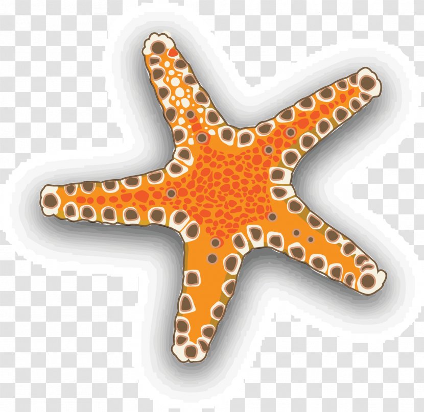 Starfish Euclidean Vector Download Clip Art - Organism - Seafood Transparent PNG
