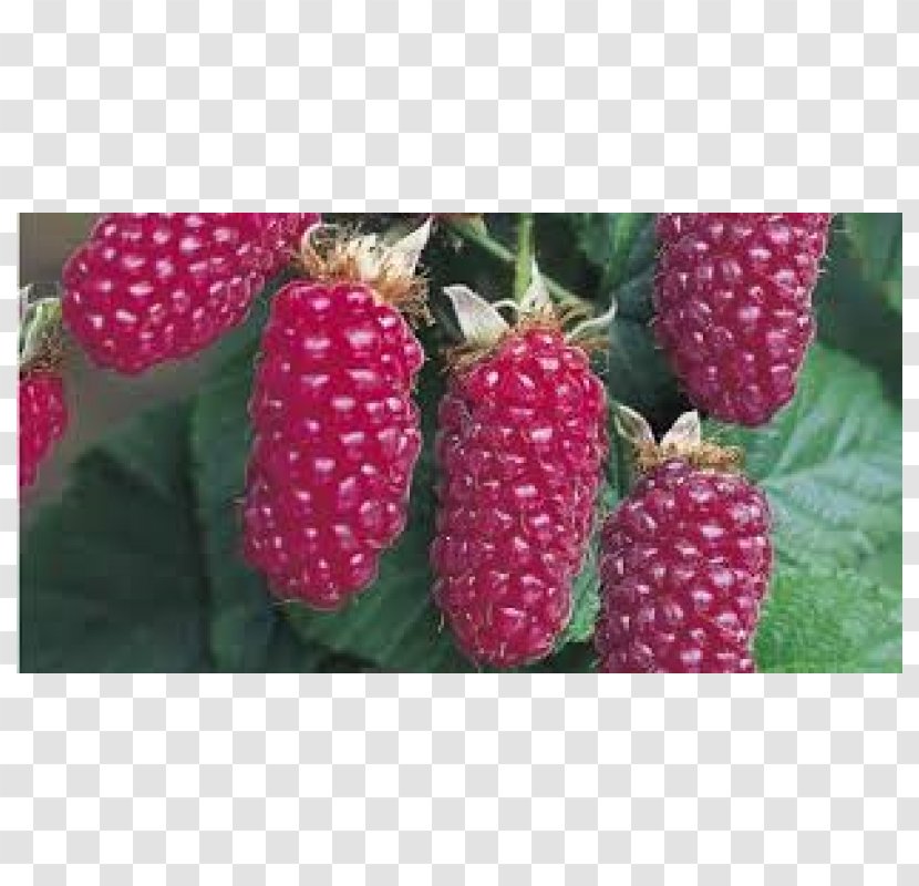 Tayberry Loganberry Boysenberry Red Mulberry Raspberry Transparent PNG