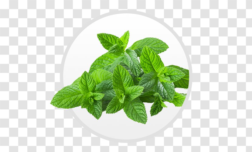 Tea Peppermint Organic Food Mentha Spicata Herb - Thyme - Mint Leaf Transparent PNG