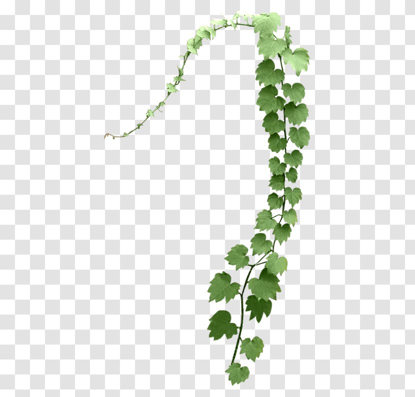Leaf Tree Branch Plant Stem - Twigs Transparent PNG