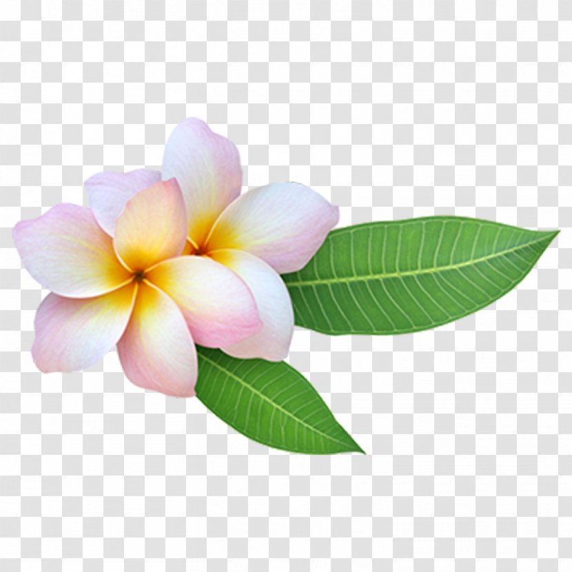 Stock Photography Stock.xchng Red Frangipani Image Illustration - Istock Transparent PNG