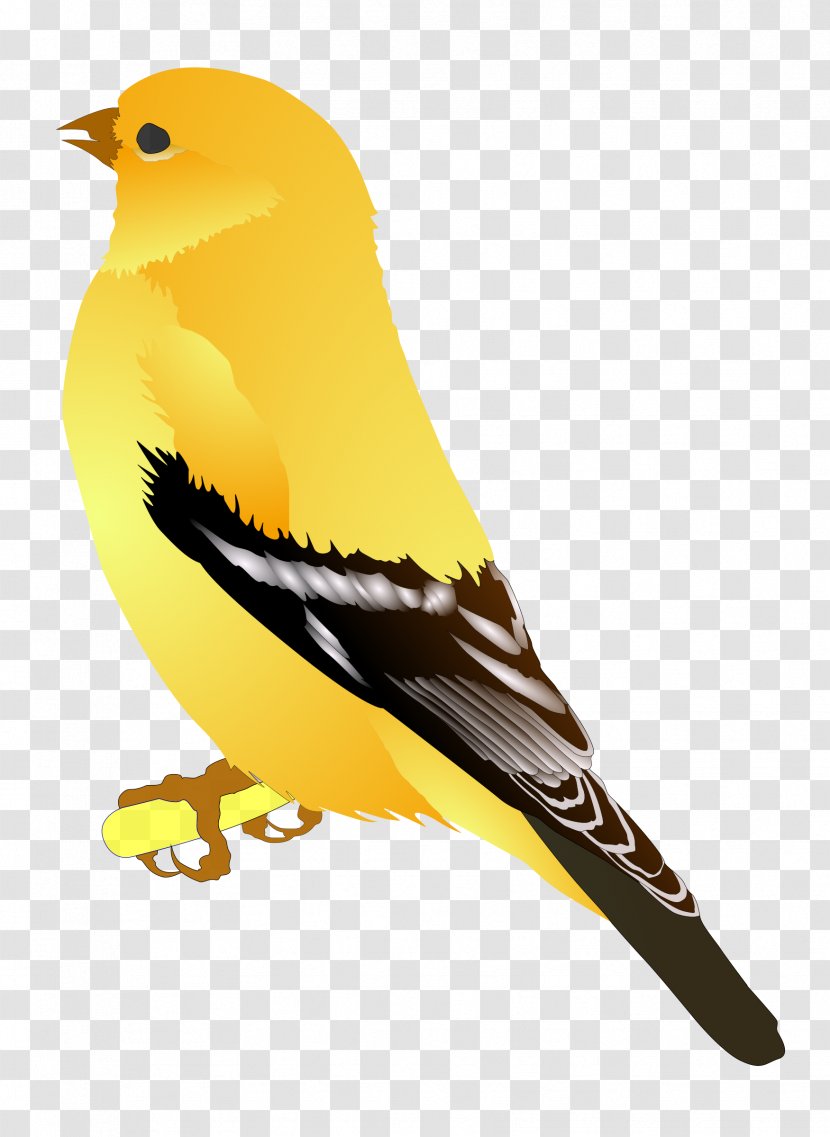 American Goldfinch European Bird Clip Art Transparent PNG