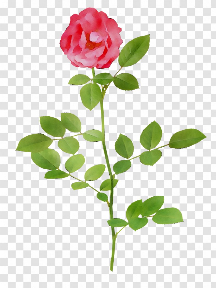 Garden Roses Cabbage Rose Cut Flowers Bud Petal - Plant Stem Transparent PNG