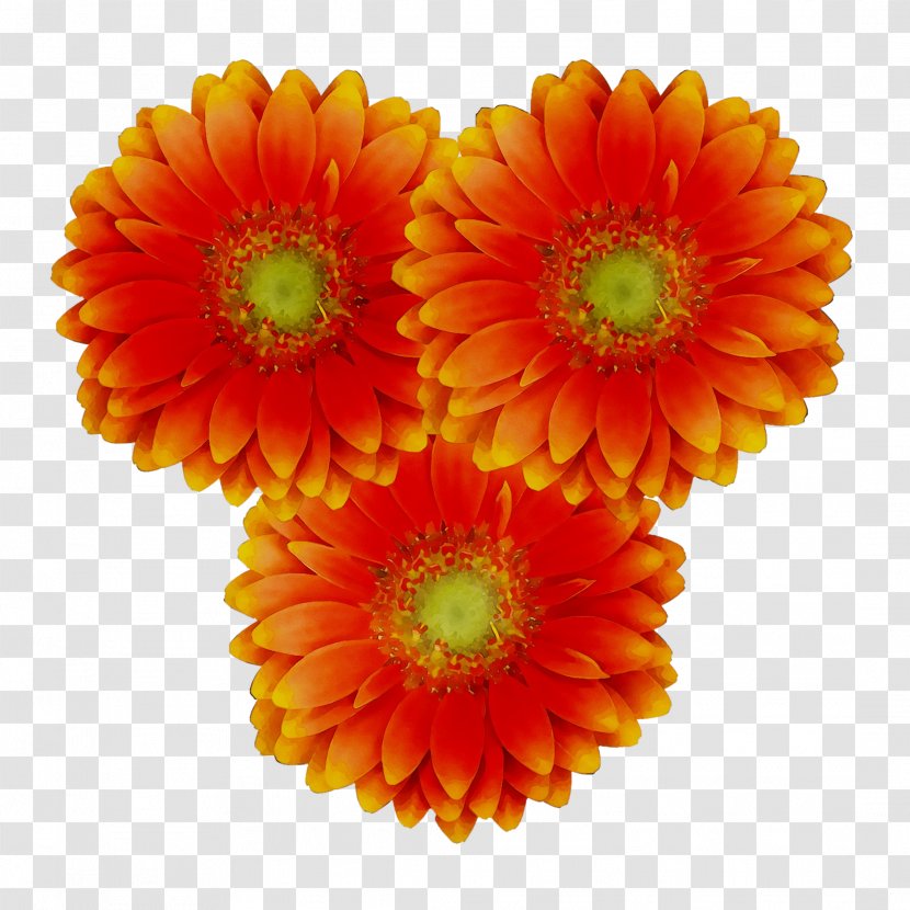 Transvaal Daisy Chrysanthemum Cut Flowers Dahlia - Asterales Transparent PNG