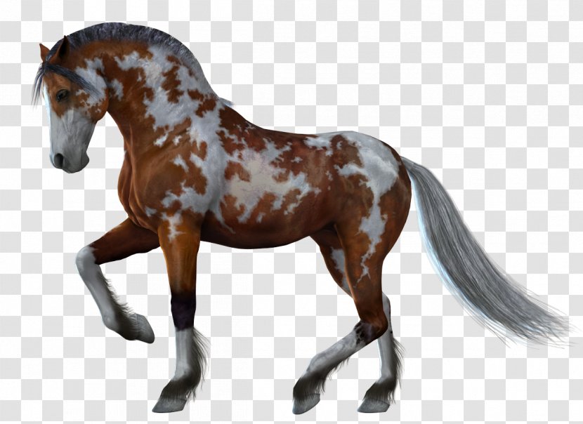 Fell Pony Black Horse & Hound - Watercolor Transparent PNG