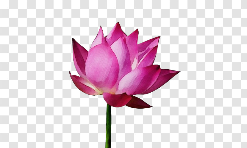 Plant Stem Sacred Lotus Cut Flowers Nelumbonaceae Petal Transparent PNG