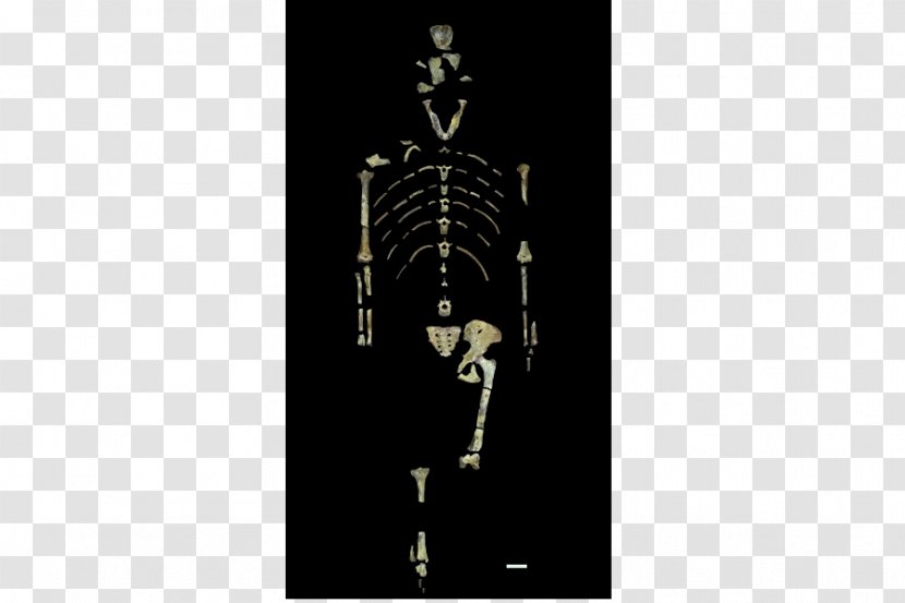 Lucy Australopithecus Afarensis Afar Region Homo Sapiens Human Evolution - Skeleton Transparent PNG