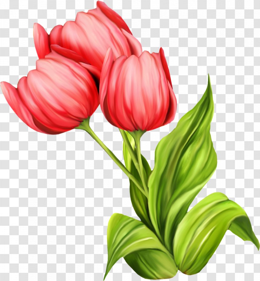 Cut Flowers - Plant - Tulip Transparent PNG