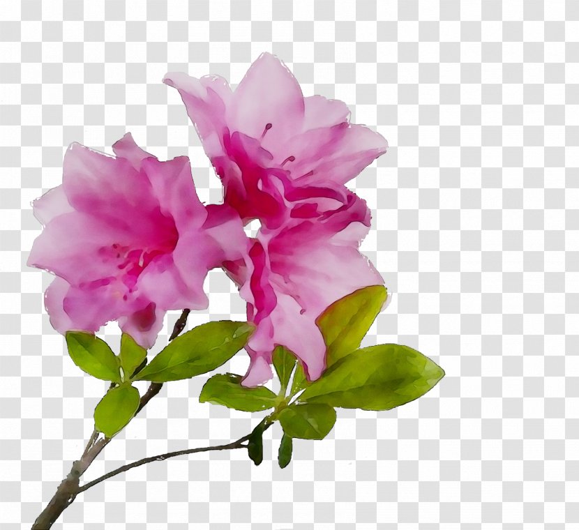 Thought Idea Azalea Hindi Image - Botany - Pink Transparent PNG