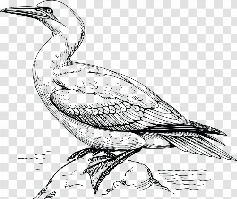 Bird Gulls Northern Gannet Clip Art - Shorebird - Wearing A Hat Transparent PNG