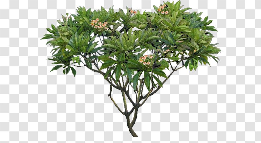 Plumeria Alba Tree Shrub Plant - Woody Transparent PNG
