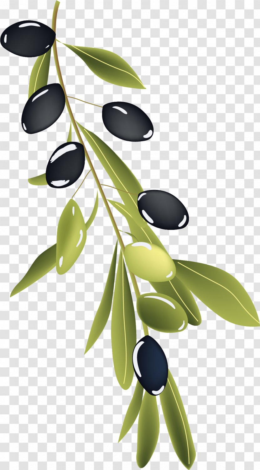 Olive Branch Drawing - Vector Hand Painted Transparent PNG