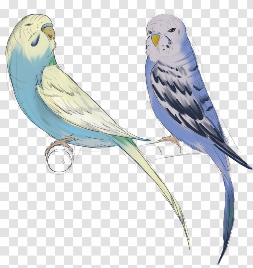 Parakeet Macaw Lovebird Fraxure Haxorus - Devon Still Transparent PNG