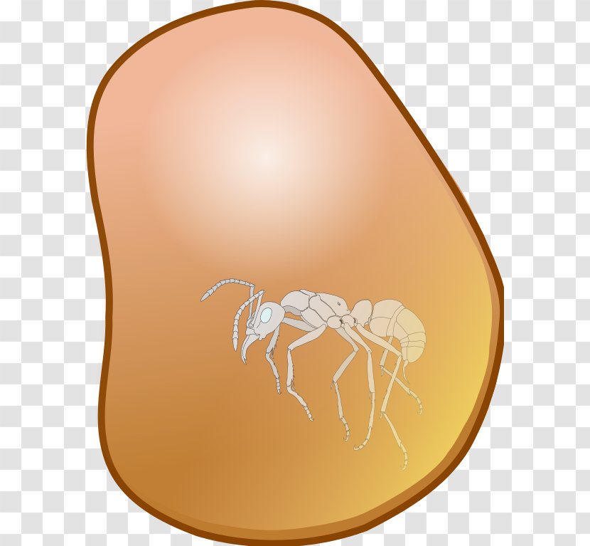 Kilobyte - Wikimedia Foundation - Insect Transparent PNG