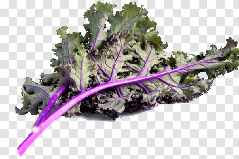 Leaf Vegetable Kale Spring Greens Rapini Transparent PNG