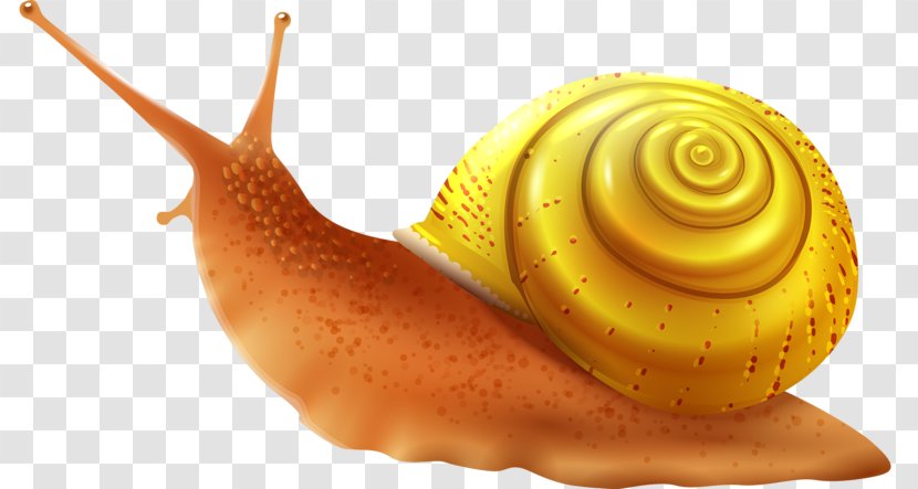 Sea Snail Clip Art - Royaltyfree - Lovely Transparent PNG