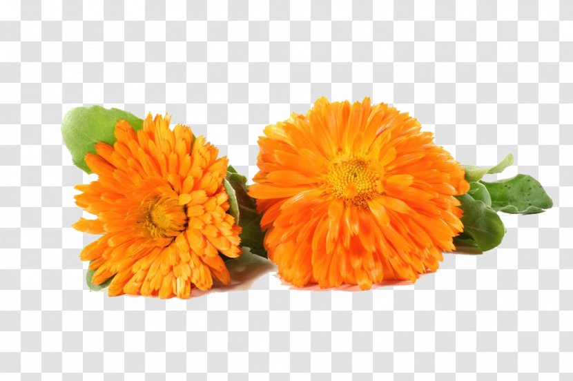 Flower Marigold Chrysanthemum - Calendula - Two Chrysanthemums Transparent PNG