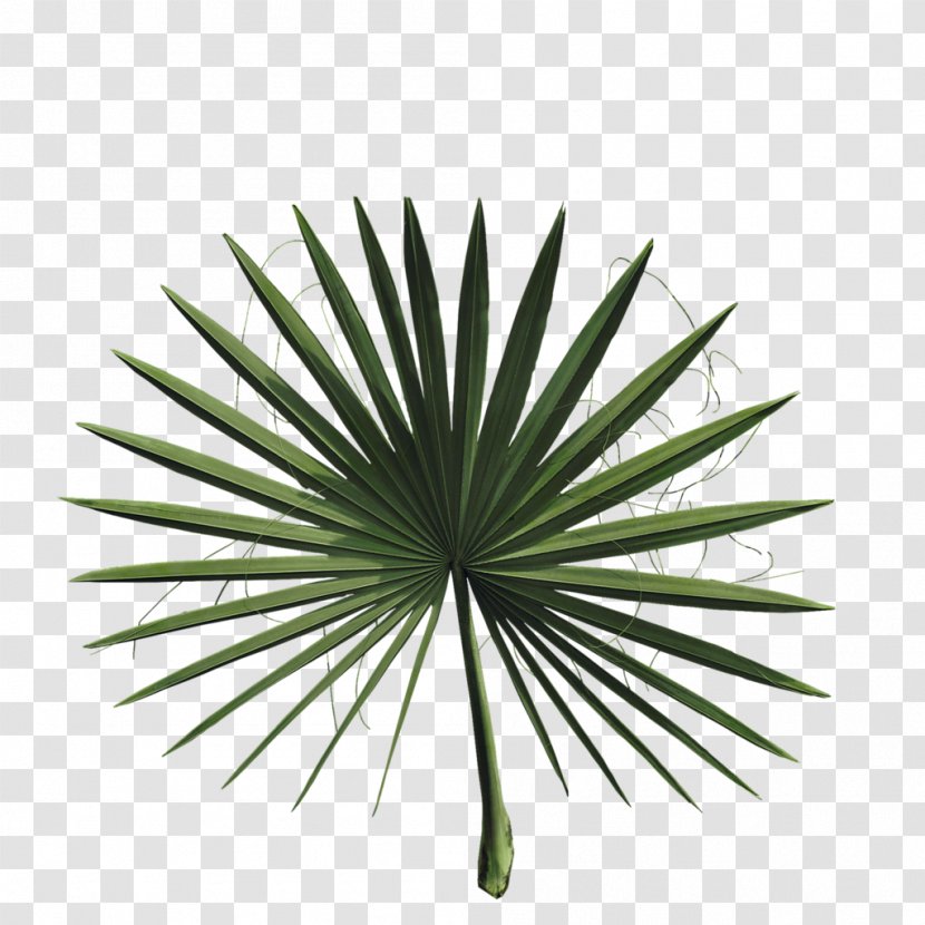 2018 Nissan LEAF Asian Palmyra Palm Arecaceae Plant - Tree - Leaves Transparent PNG