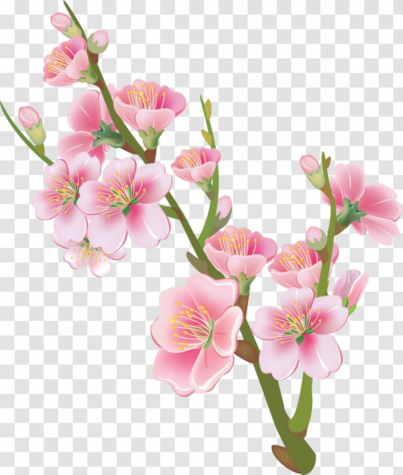 National Cherry Blossom Festival Flower Drawing - Moth Orchid - Peach Transparent PNG