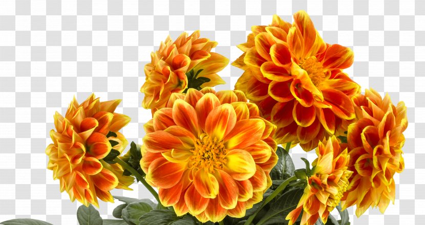 Chrysanthemum Cottage Garden Floristry Cut Flowers - English Marigold Transparent PNG