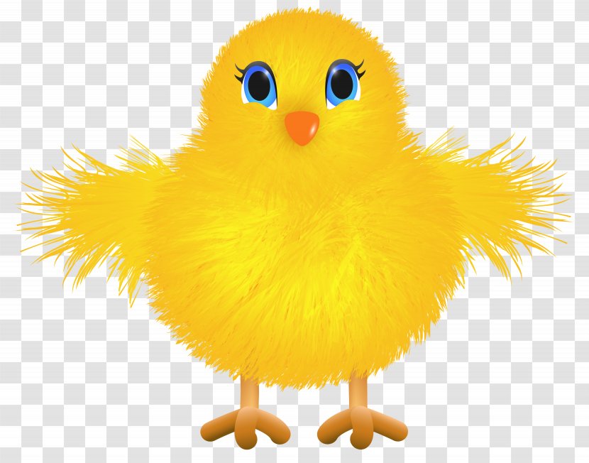 Yellow-hair Chicken Clip Art - Cute Yellow Transparent Image Transparent PNG