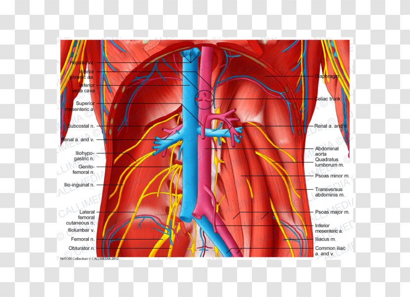 Blood Vessel Subcostalis Muscle Abdomen Artery - Flower Transparent PNG