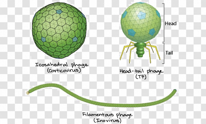 Filamentous Bacteriophage Bacteria Virus Icosahedron - Filamentation - Articles For Daily Use Transparent PNG