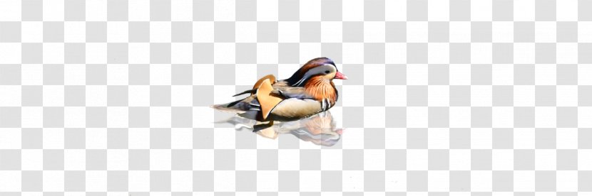 Duck Beak - Mandarin Transparent PNG