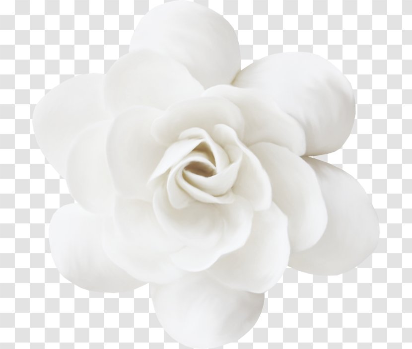 White Petal Flower - Plant - Image Bouquet Of Flowers Transparent PNG