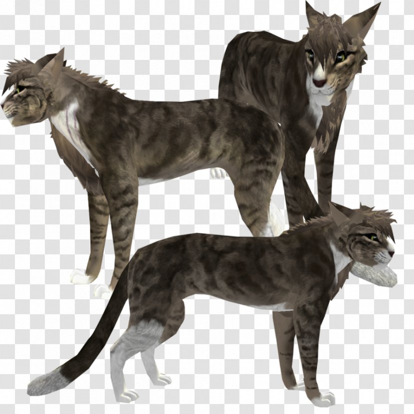 Whiskers Felidae Feral Cat British Shorthair Dog Transparent PNG