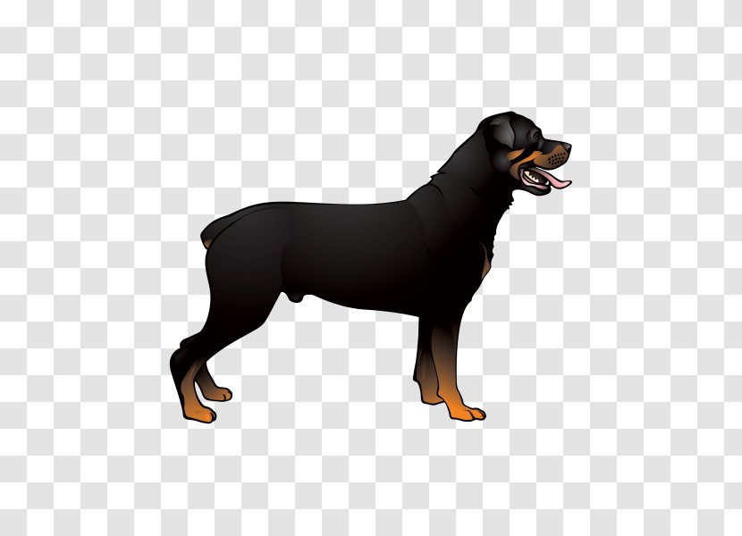 Dobermann Rottweiler Labrador Retriever Miniature Pinscher Golden - Dog Transparent PNG