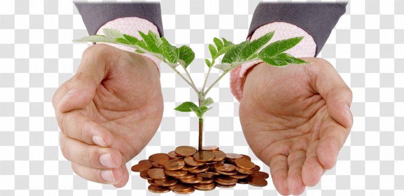 Saving Money Succession Planning Investment Insurance - Flowerpot - Business Transparent PNG