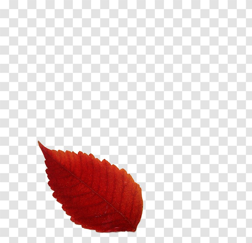 Autumn Leaf Color Red - Deciduous - Leaves Transparent PNG