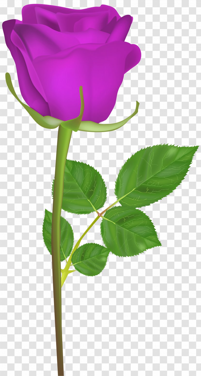 Garden Roses Centifolia Clip Art - Plant Stem - Rose With Purple Image Transparent PNG