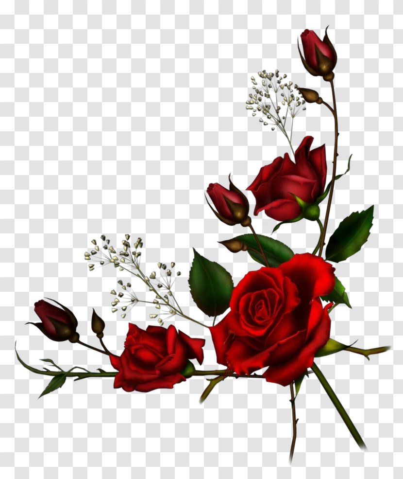 Floral Flower Background - Red - Bud Prickly Rose Transparent PNG