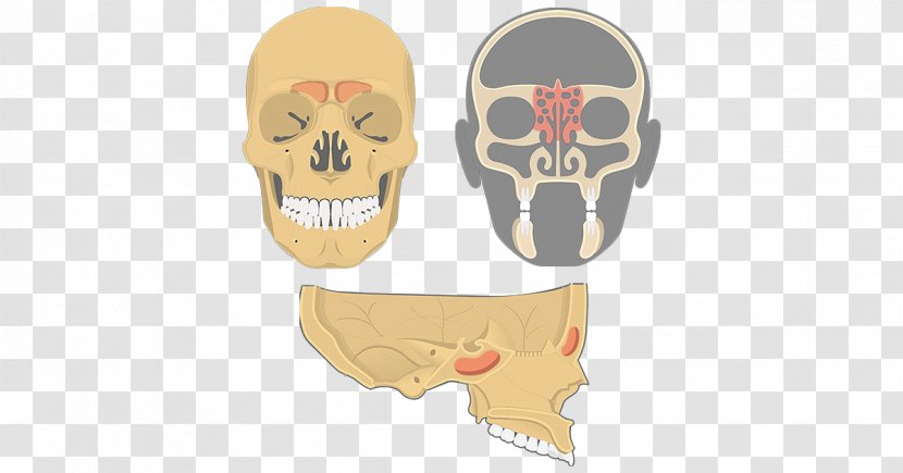 Skull Maxilla Ethmoid Bone Sinus Paranasal Sinuses - Silhouette Transparent PNG