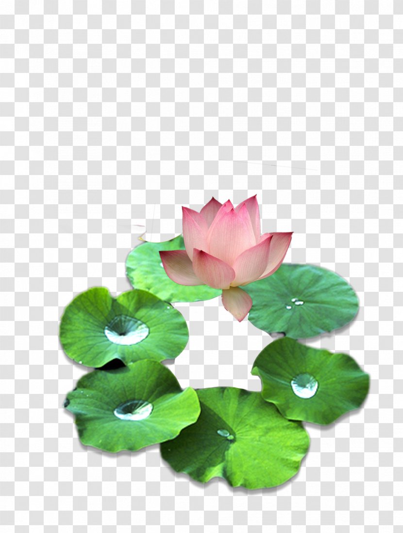 Pygmy Water-lily Nelumbo Nucifera Nymphaea Lotus Clip Art - Green - Water Lily Picture Material On Transparent PNG