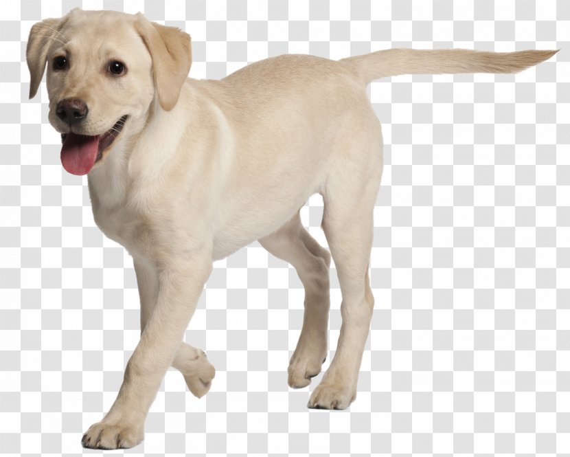 Labrador Retriever Rottweiler Puppy Golden St. John's Water Dog - St John S - Boarding Transparent PNG