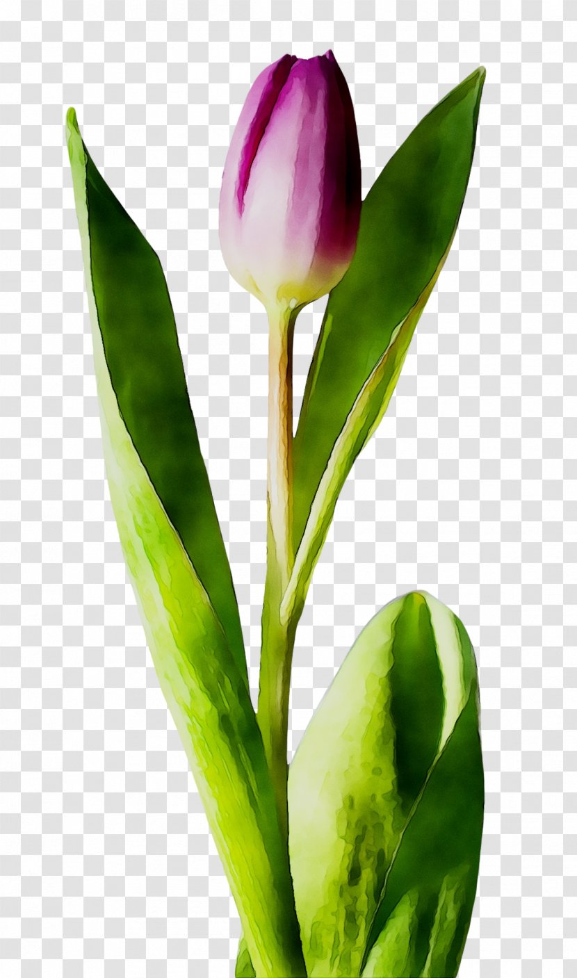 Cut Flowers Tulip Plant Stem Petal - Botany Transparent PNG