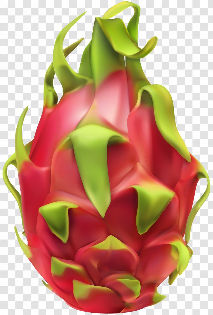 Pitaya Vector Graphics Clip Art Fruit - Dragonfruit - Palm Branch Decoration Transparent PNG
