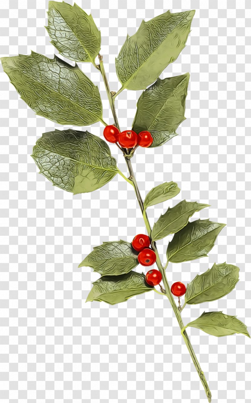 Holly - Plant - Ilex Vomitoria Verticillataamerican Winterberry Transparent PNG