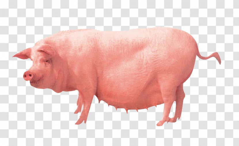 Pig Farming Clip Art - Livestock - Pigs Transparent PNG