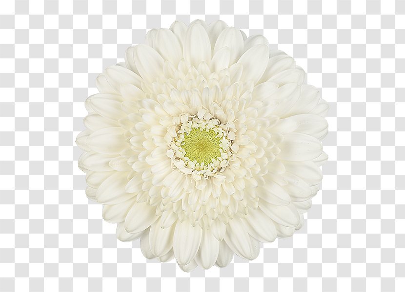 Transvaal Daisy Chrysanthemum Cut Flowers Petal Transparent PNG