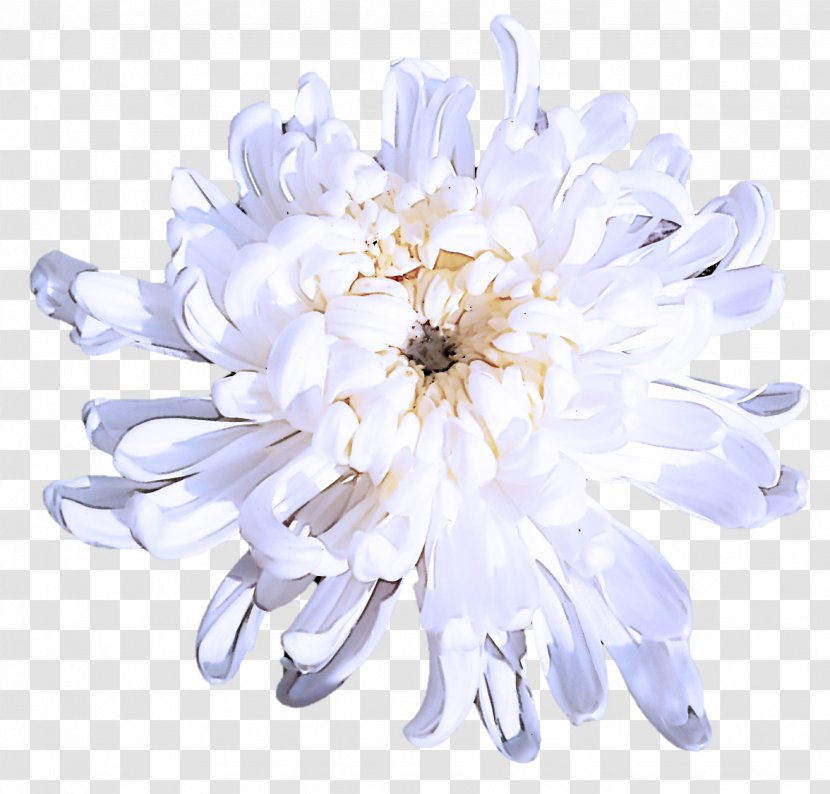 White Flower Petal Plant Cut Flowers - Aster Transparent PNG