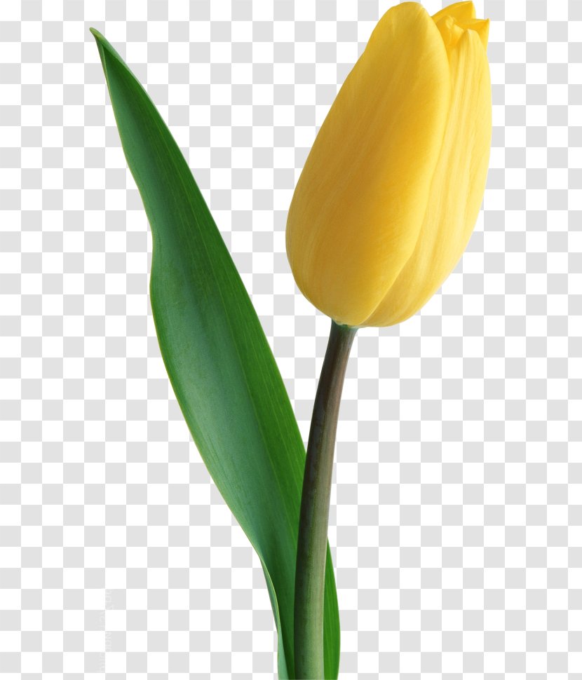 Tulip Yellow Garden Roses Chornomorsk Flower - Plant Stem - Ariel Tulips Transparent PNG