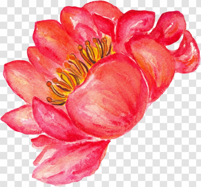 Watercolor Painting Flower - Floral Design - Peony Transparent PNG