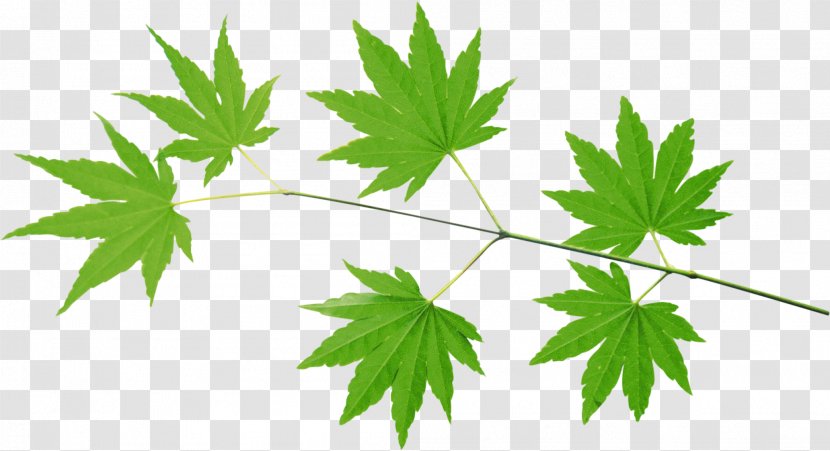 Green Натяжна стеля Desktop Wallpaper Leaf - Nature Story Transparent PNG