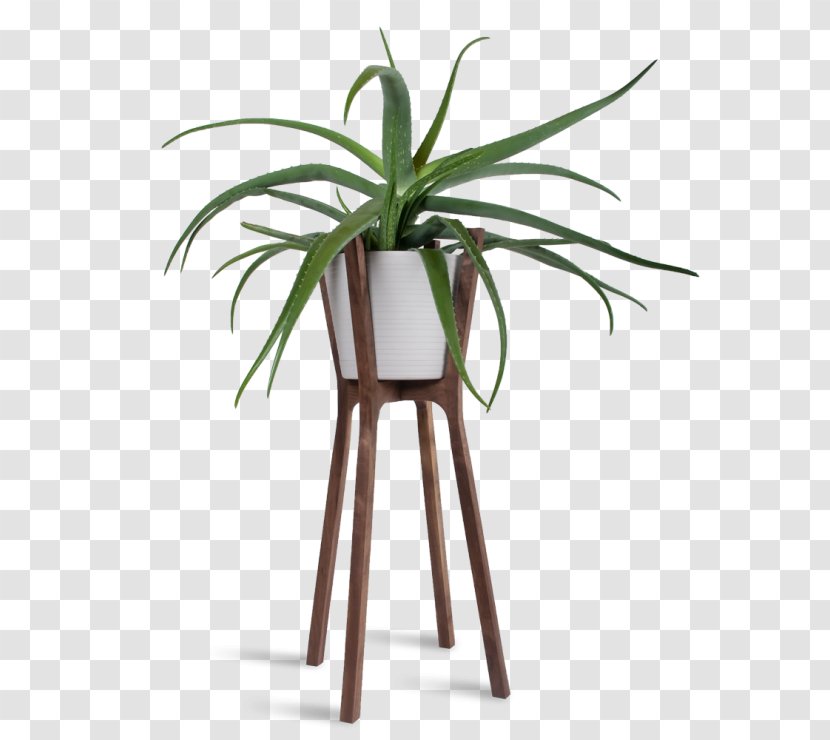 Woody Plant Flowerpot Table Houseplant - Arecales Transparent PNG
