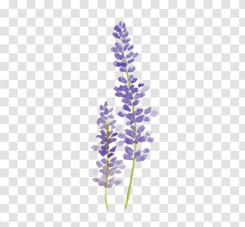 Watercolor Painting Lavender Drawing Watercolour Flowers - Flower Transparent PNG