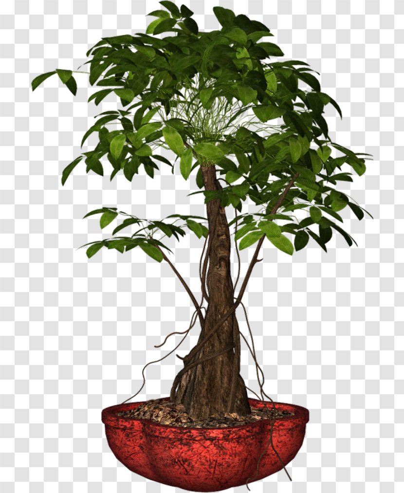 Bonsai Flowerpot Houseplant - Plant Transparent PNG
